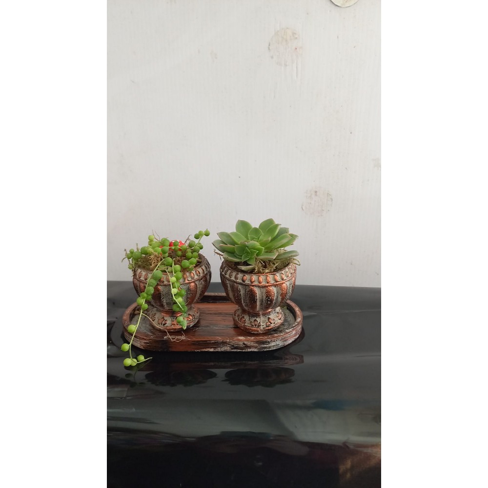 Sukulent Model-2